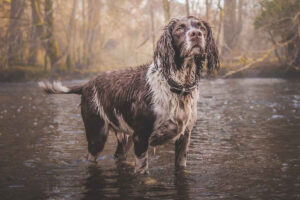 Lee más sobre el artículo Restore Raining Water